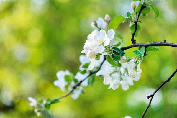 Rama de árbol de primavera —  Fotos de Stock