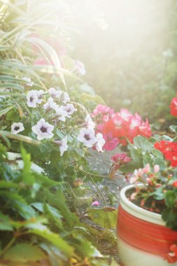 Güzel bahar çiçekleri