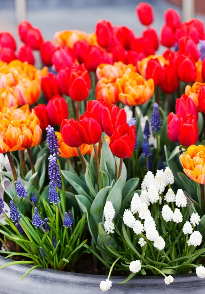 Colorido jardín de primavera —  Fotos de Stock