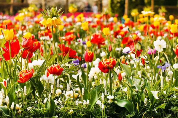 Colorido jardín de primavera — Foto de Stock
