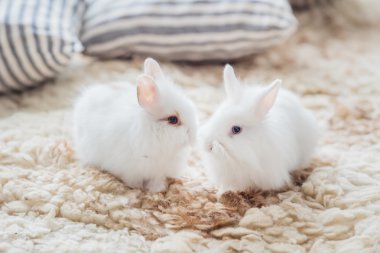 güzel tavşanlarla yastıklar