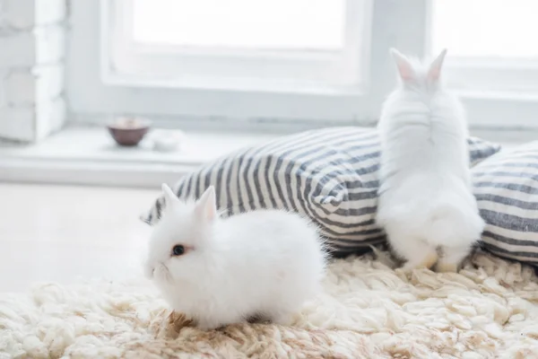 Conejos agradables con almohadas — Foto de Stock