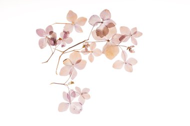 Kuru ortanca çiçek