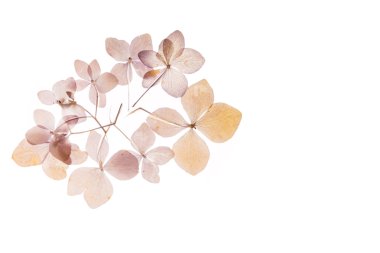 Kuru ortanca çiçek