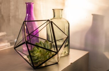 terrarium içinde etli bitki