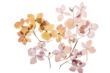 beyaz üzerine kuru ortanca