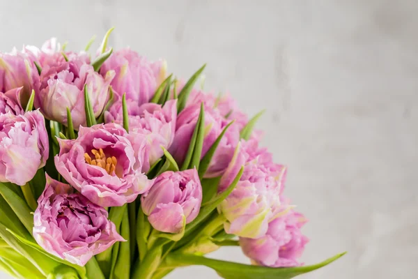 Schöne rosa Tulpen — Stockfoto