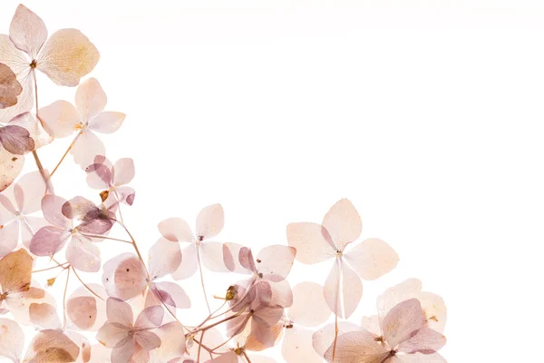 Kwiaty hortensji suche — Zdjęcie stockowe