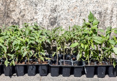 Genç domates bitkiler