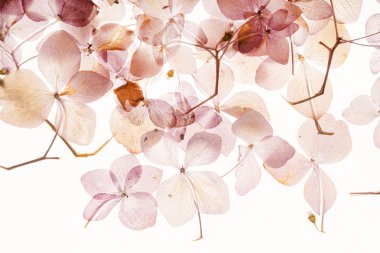 Kuru ortanca çiçek