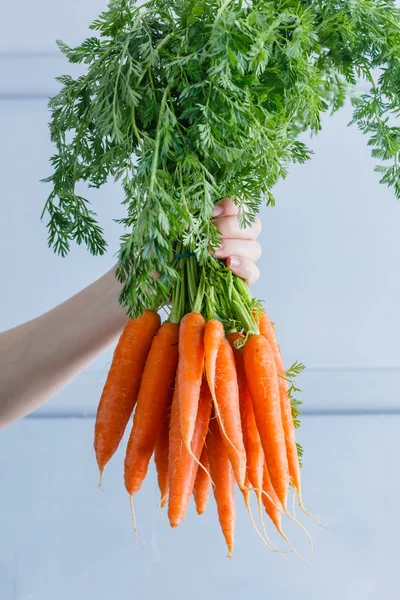 Zanahorias frescas en la mano —  Fotos de Stock