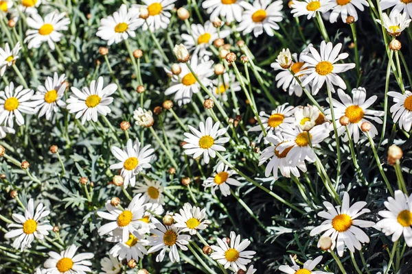 Bonitas flores de primavera — Foto de Stock