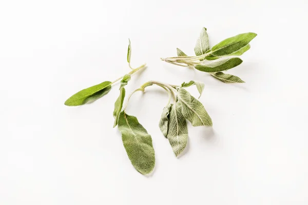 Fresh sage on white — Stock Photo, Image