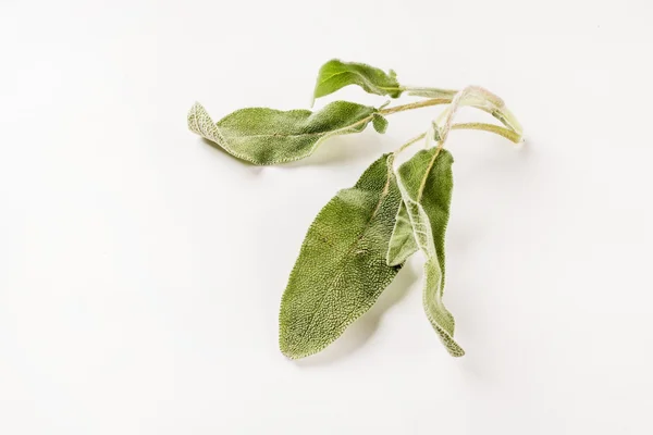 Fresh sage on white — Stock Photo, Image