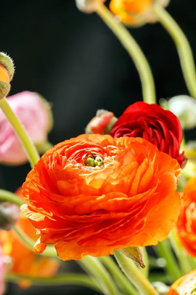 Fleurs persanes colorées de buttercup — Photo