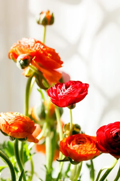 Цветы персидского лютика — стоковое фото