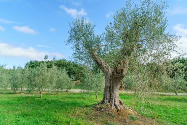 yeşil zeytin ağacı