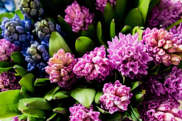 Fiori di primavera su nero — Foto Stock