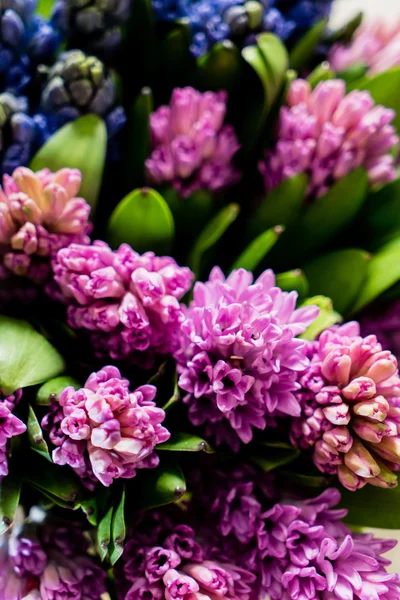 Frühlingsblumen auf schwarz — Stockfoto