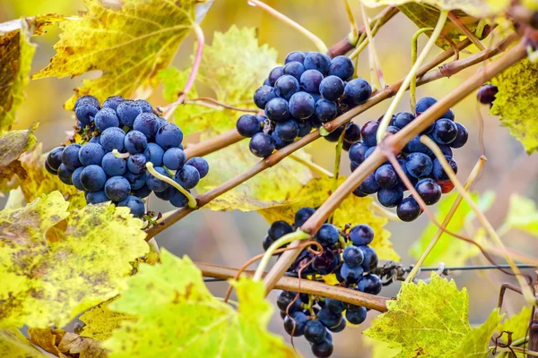 Viñedo de otoño — Foto de Stock