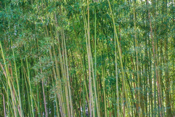 Groene bamboe bos — Stockfoto