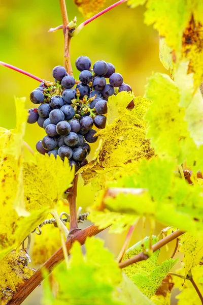 Viñedo de otoño — Foto de Stock