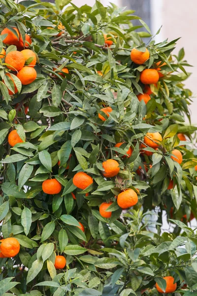 Fresh ripe tangerines — Stock Photo, Image