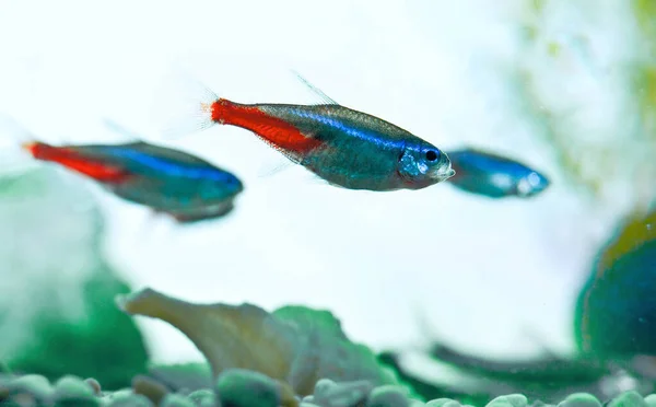 Neon Fishes in aquarium