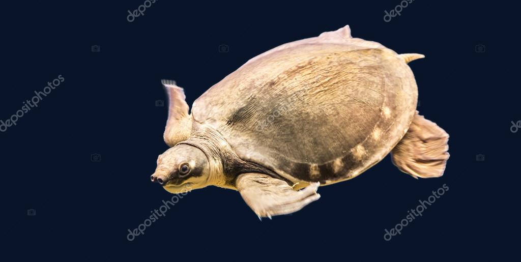 Australian Pig Nosed Turtle Also The Pitted Shelled Turtle Car Stock Photo By C S E