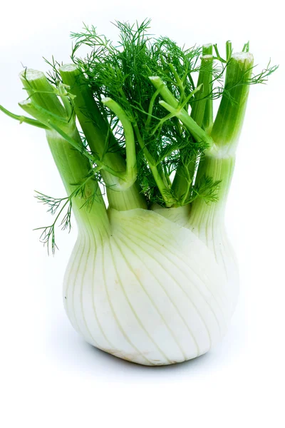Fresh fennel root — Stock Photo, Image