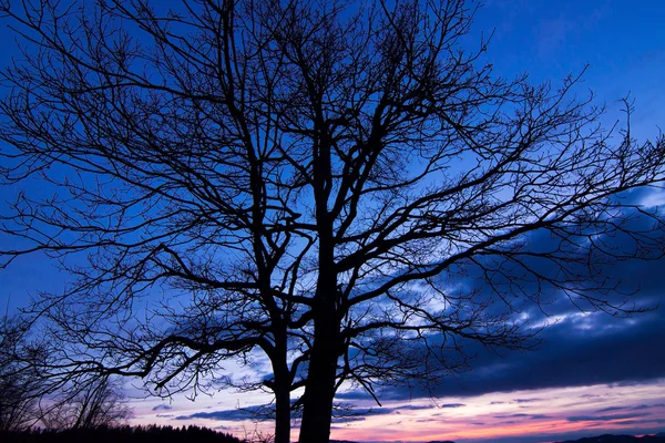 Beautiful tree silhouette at sunset — Stock Photo, Image