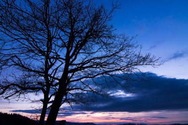 Gün batımında güzel ağaç siluet