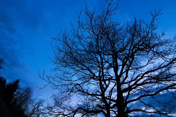 Krásný strom siluetu při západu slunce — Stock fotografie