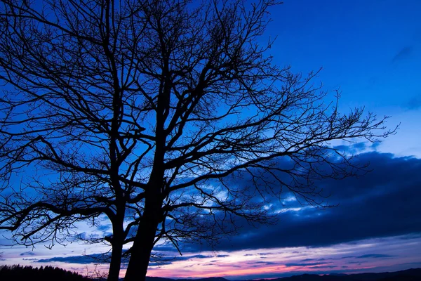 Beautiful tree silhouette at sunset — Stock Photo, Image