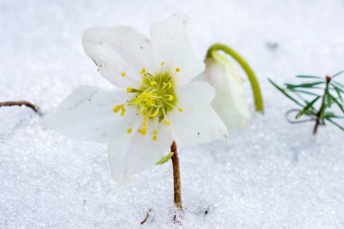 Hellebore flower in snow     clipart