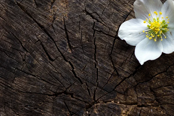 Bellissimo fiore bianco — Foto Stock