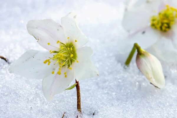 Hellebore flower in snow — Stock Photo, Image