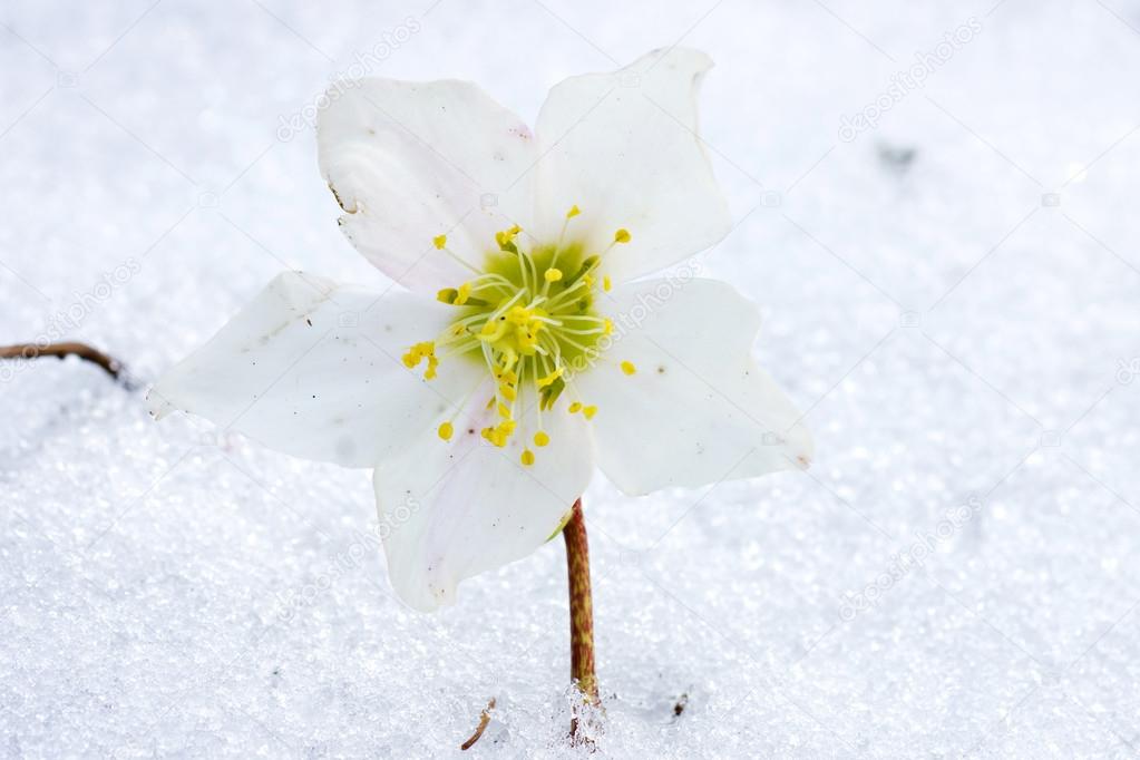 Hellebore flower in snow    