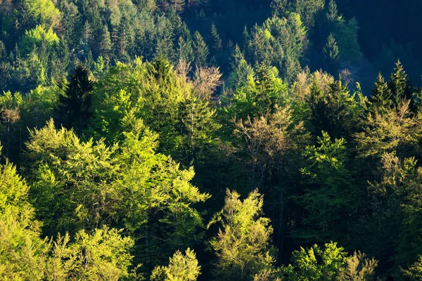 Bosque verde fresco — Foto de Stock