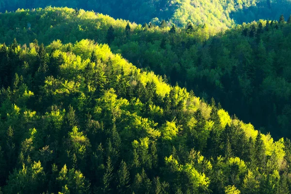 Forêt verte fraîche — Photo