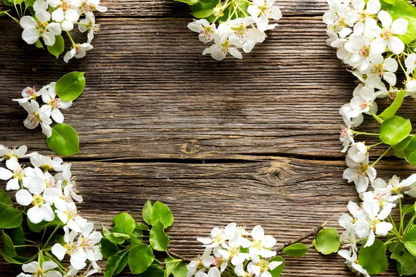 elma ağacı çiçekleri 