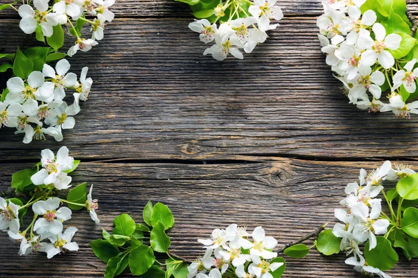 elma ağacı çiçekleri 