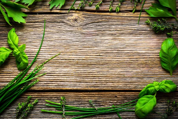 Zielony zioła świeży — Zdjęcie stockowe