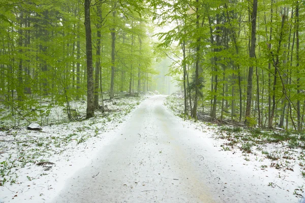 Hermoso bosque verde — Foto de Stock