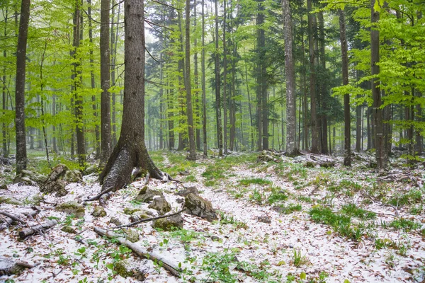 Hermoso bosque verde — Foto de Stock