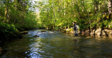Sinek balıkçı nehirde balık tutma