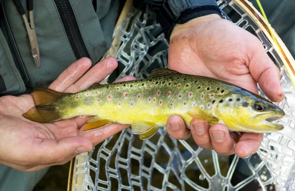 Pescatore a mosca con trota fario — Foto Stock