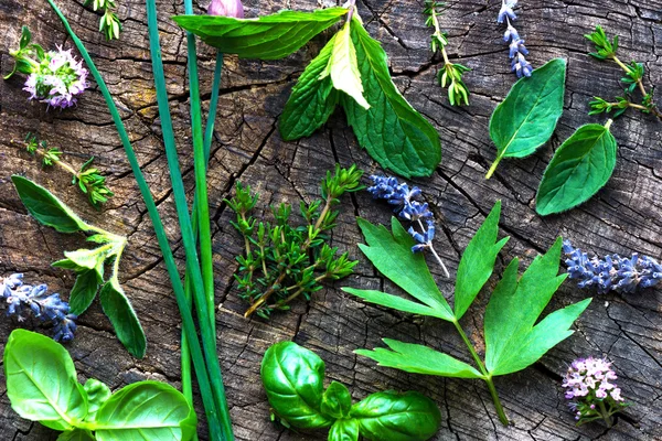 Frische Kräuter aus dem Garten — Stockfoto