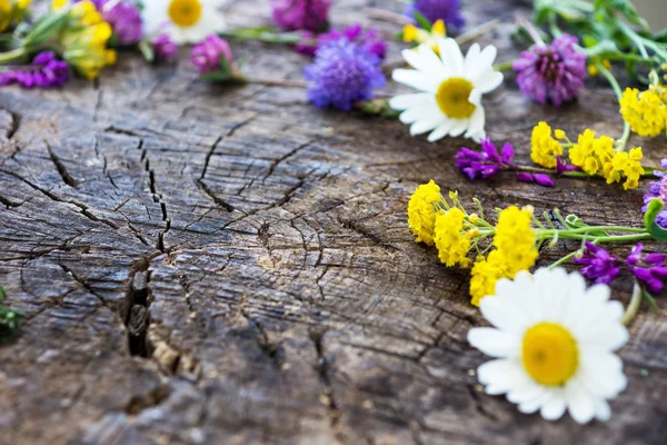 Wild meadow flowers — Stock Photo, Image