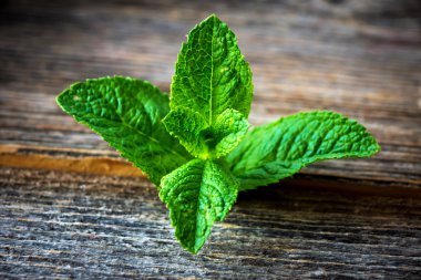 Yeşil taze nane 